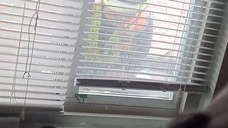 Flashed Boobs to Construction Workers in My Window