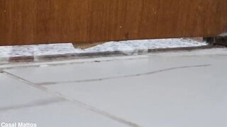 The cuckold listened to his wife giving her booty to the ebony dude and then went to eat her cum from some other stud