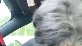 Ebony sister sucking bbc in car