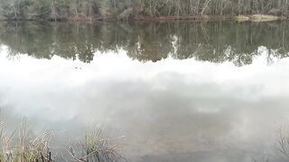 MASSIVE ALLIGATOR FLOATING IN RIVER! ALLIGATORS EVERYWHERE!!!!