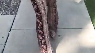 Big Booty Giggle before getting Dicked down