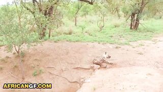 I ended up screwing my EBONY GF hard in the centre of our safari trip… that babe took my BWC unfathomable in the van