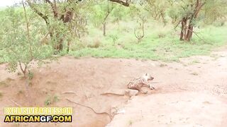 I followed my shy EBONY safari guide off the path and this babe just now begged for her SNATCH to get drilled hard