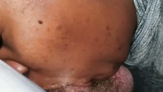 Indiana Ebony Swallows White Cock